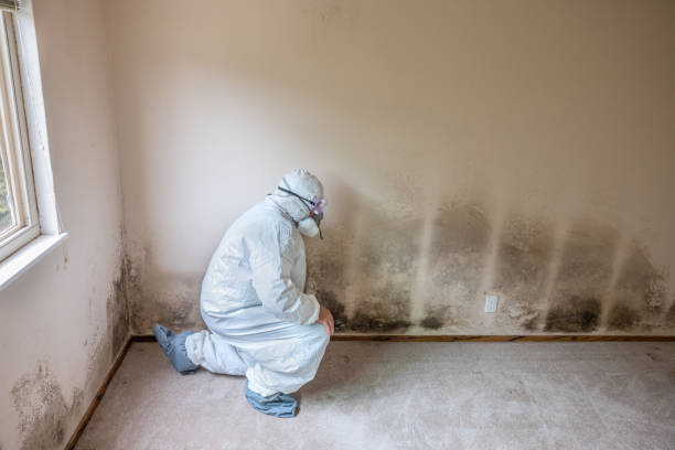 Best Toxic Mold Removal  in Hutchinson Island South, FL