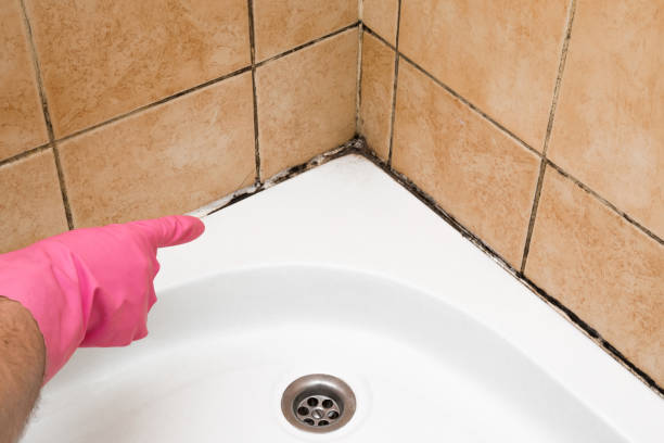 Hutchinson Island South, FL Mold Removal Company