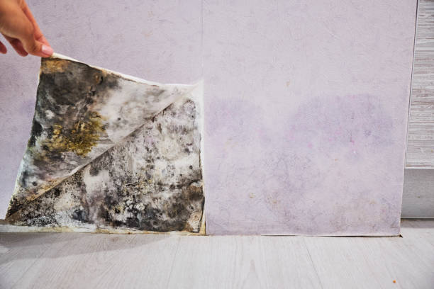 Best Mold Testing  in Hutchinson Island South, FL